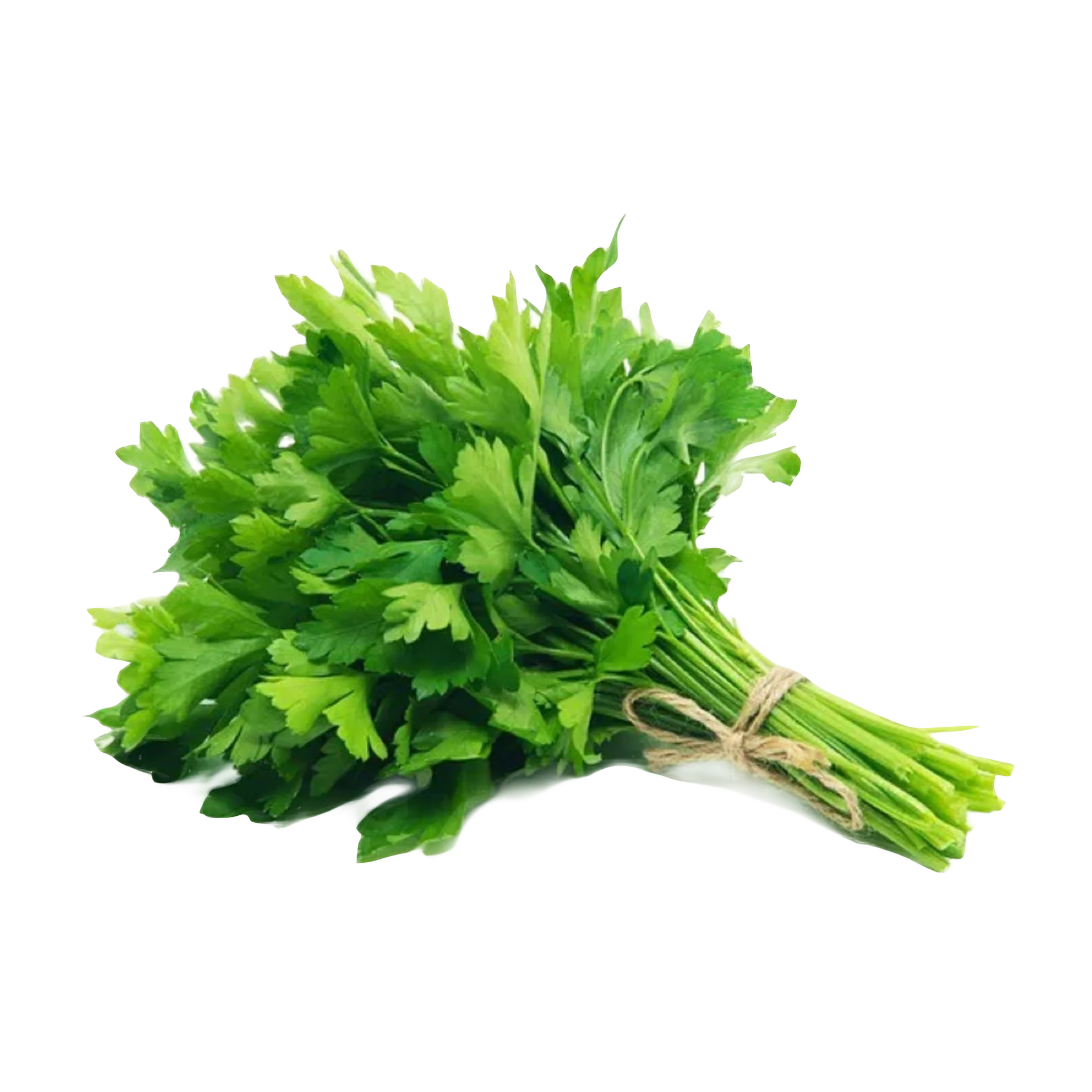 Cilantro